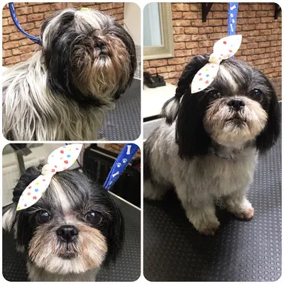 "Modny Pies" Salon Strzyżenia i Pielęgnacji Psów, Psi fryzjer